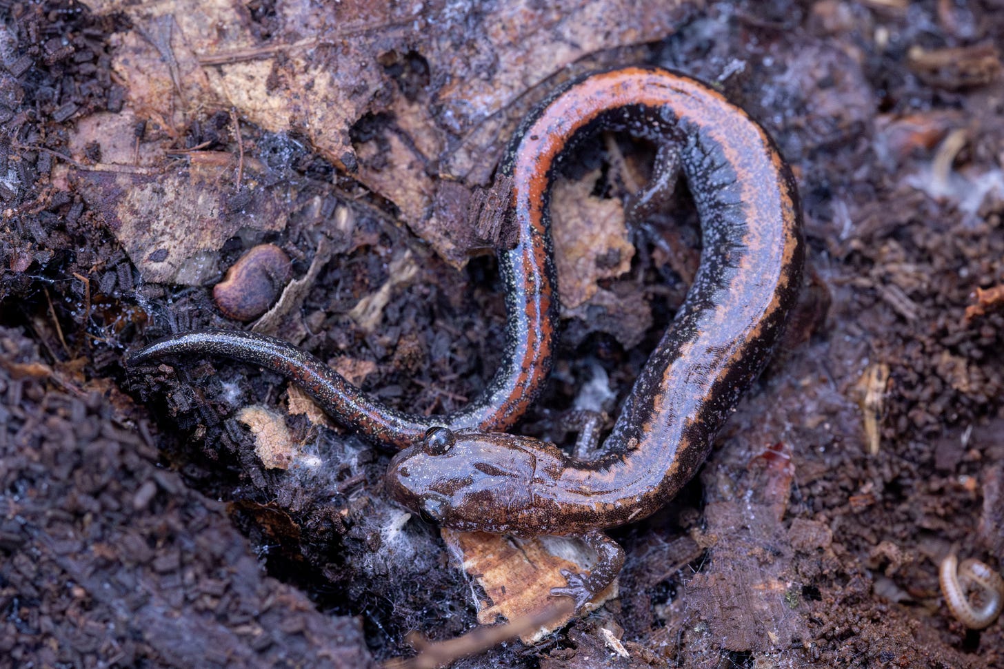 a salamander with a red back and darker sides laying in shady leaf litter