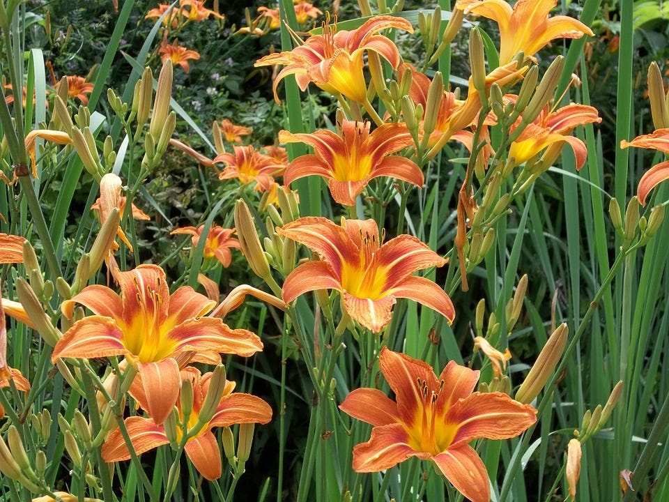 Tiger Plant Orange Lilies Flower Springtime Tiger Plant Orange Lilies Flower Springtime