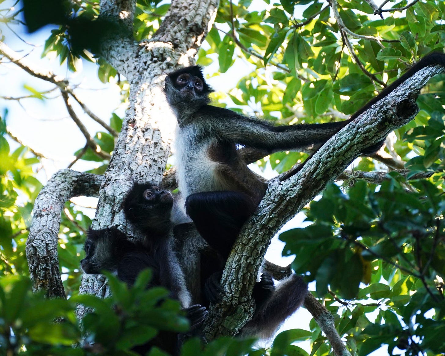 The Forest as a Rumor Mill: How Spider Monkeys Trade Information to ...