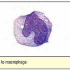Immune Commanders and Messengers: Monocytes, Macrophages & Dendritic Cells