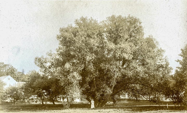 Manley House and Veterans Willow