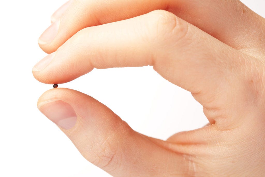 The Mustard Seed | DeMello Spirituality Center