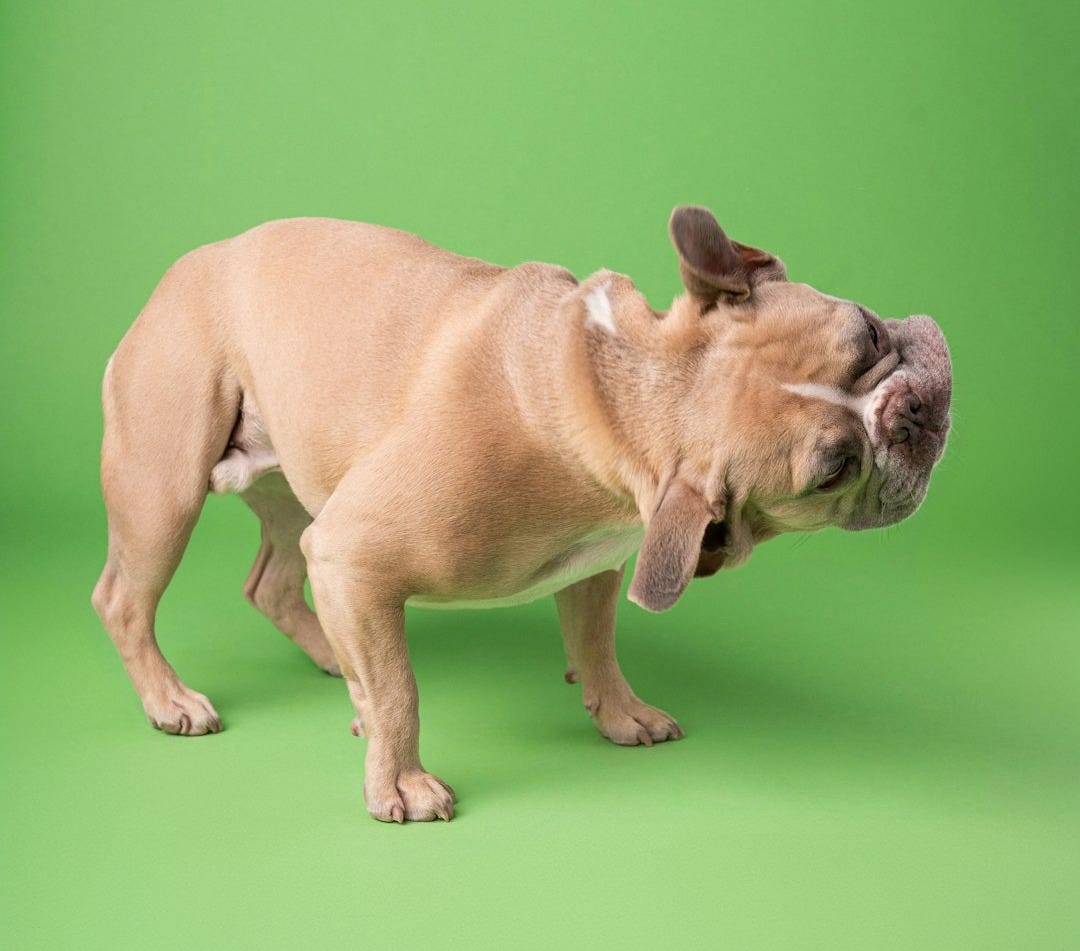 A brown dog standing on top of a green background