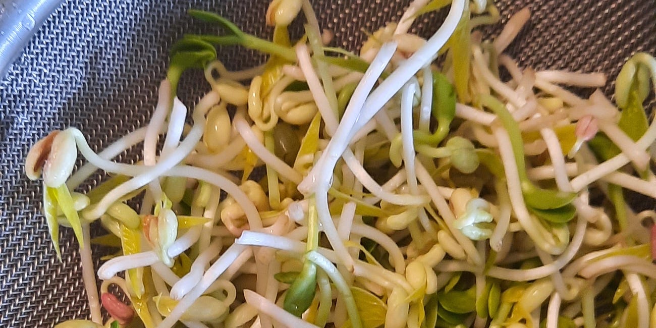 Time Capsule #23: sunflower microgreens 