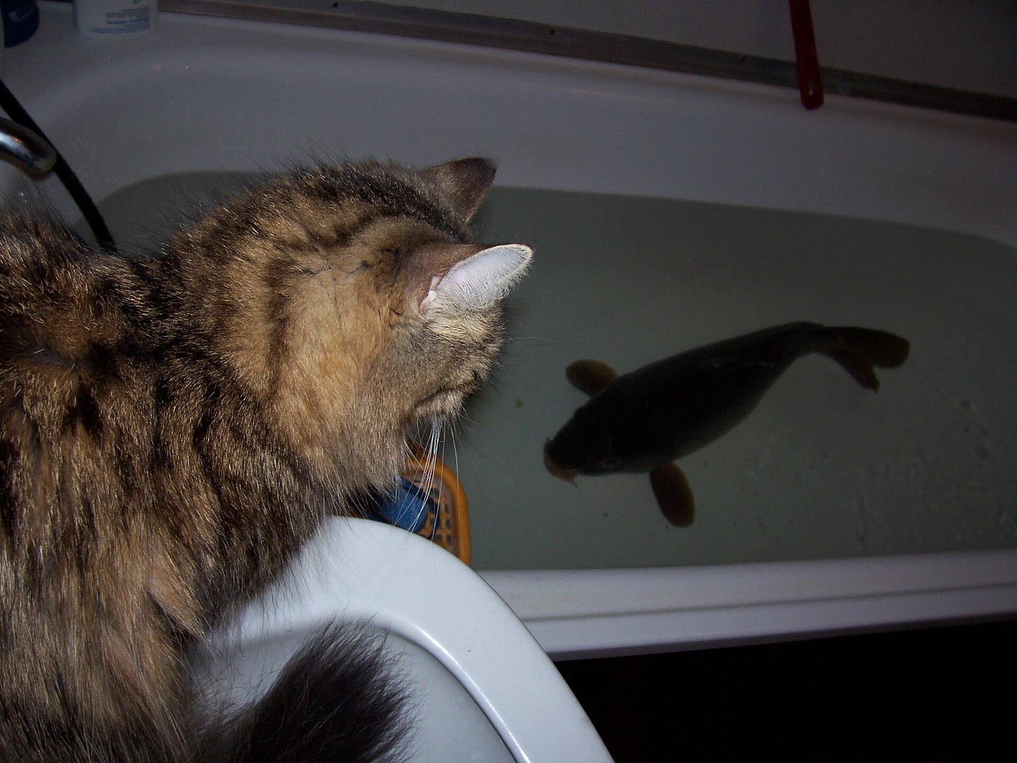 A bathtub full of water with a good-sized carp in it; a cat is standing on a nearby fixture watching intently
