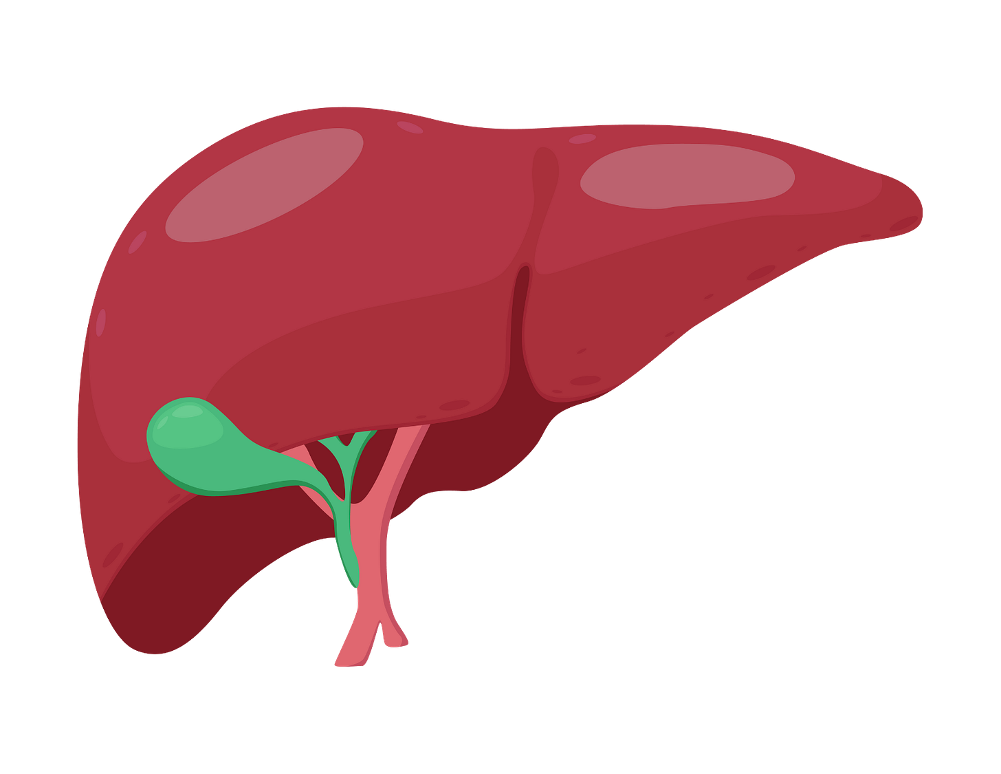 Gallbladder is working for you.