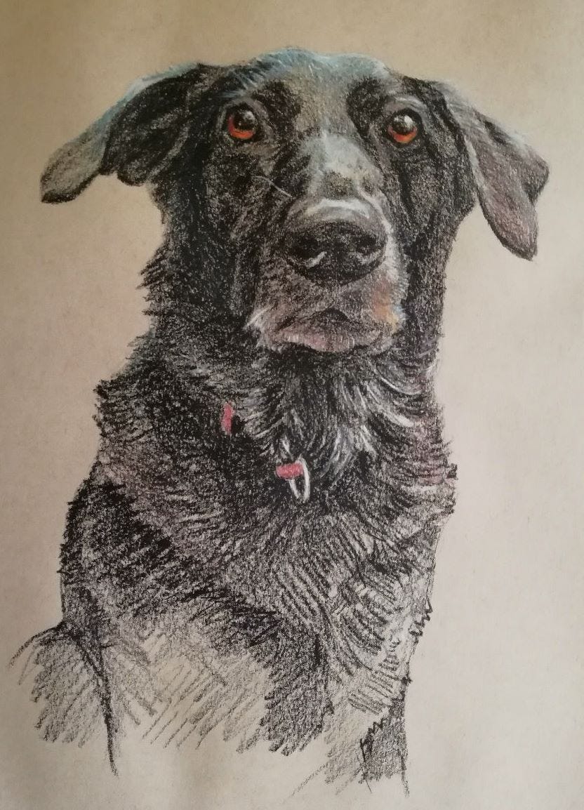 Coloured pencil dog portrait