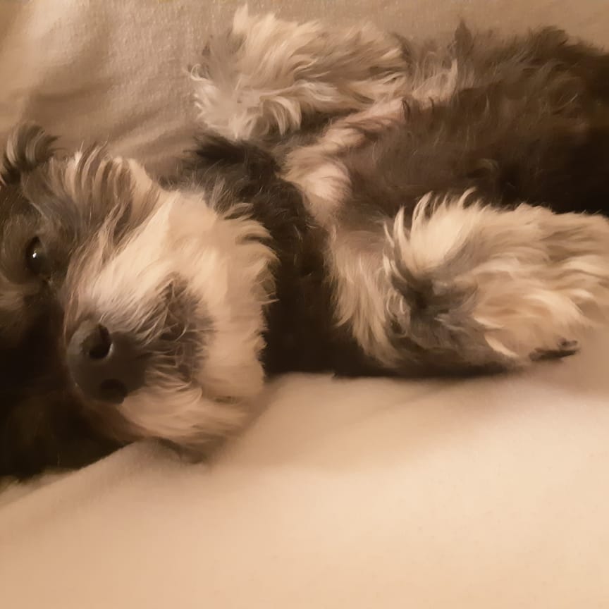 Artwork for Dogmender