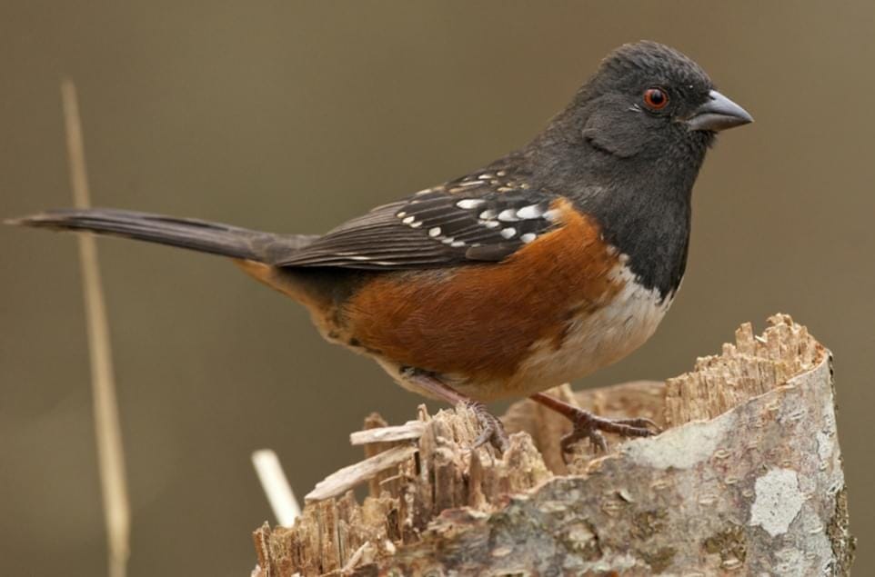 Spotted Towhee Overview, All About Birds, Cornell Lab of Ornithology Spotted Towhee Overview, All About Birds, Cornell Lab of Ornithology