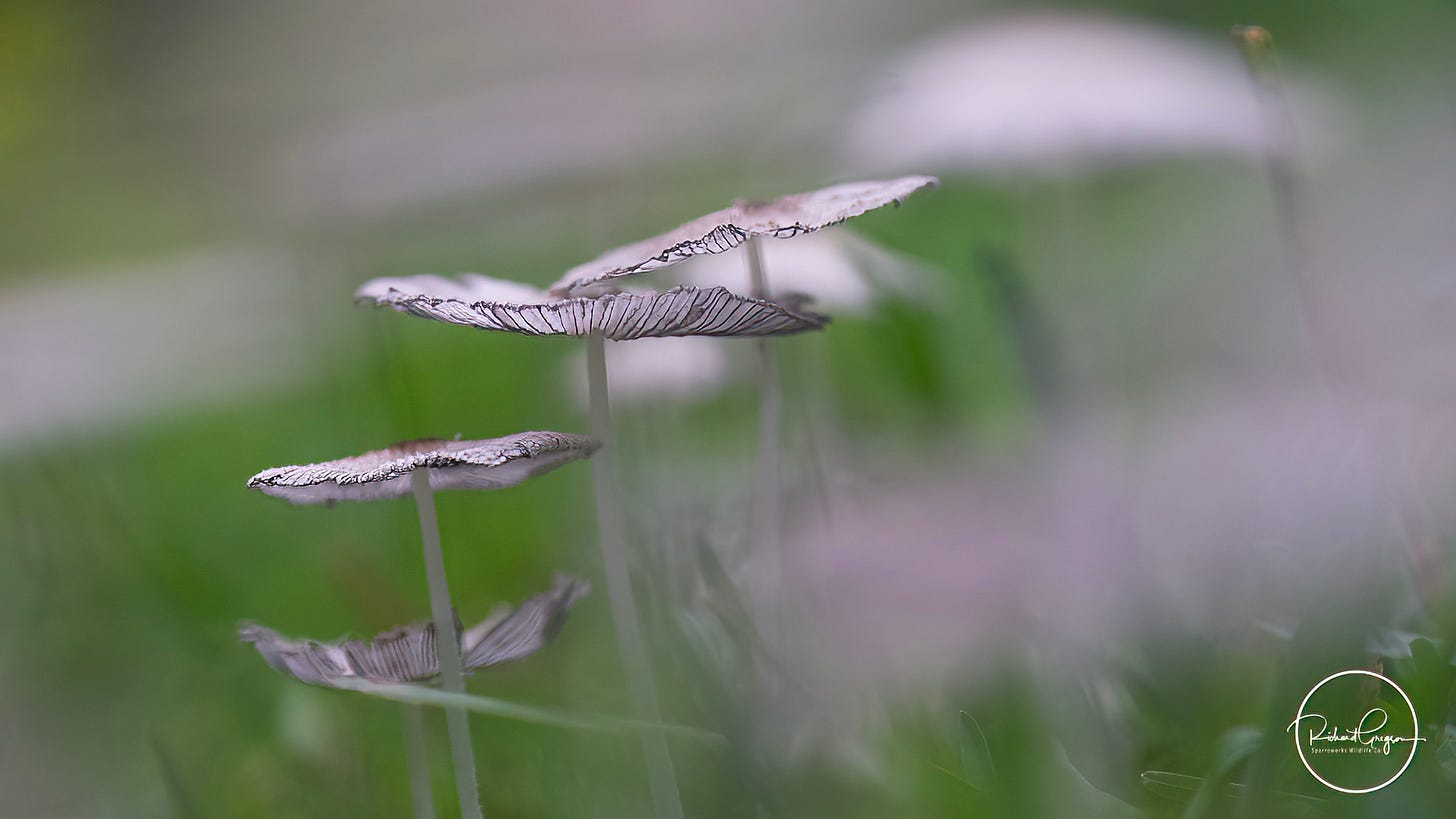 Hare’s Foot Inkcap