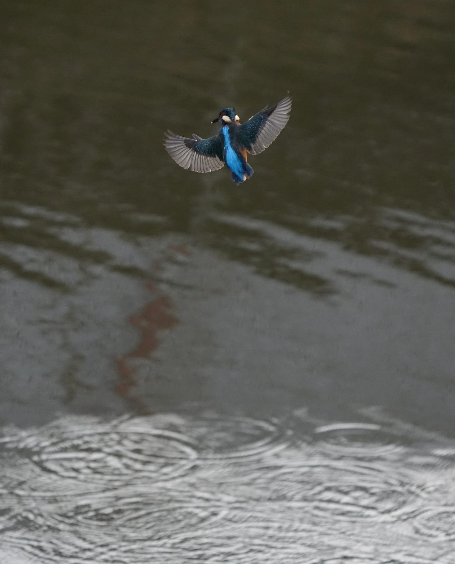 Kingfisher Alcedo atthis Kingfisher Alcedo atthis