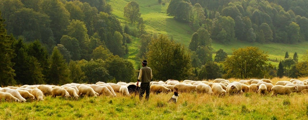man standing in front of group of lamb