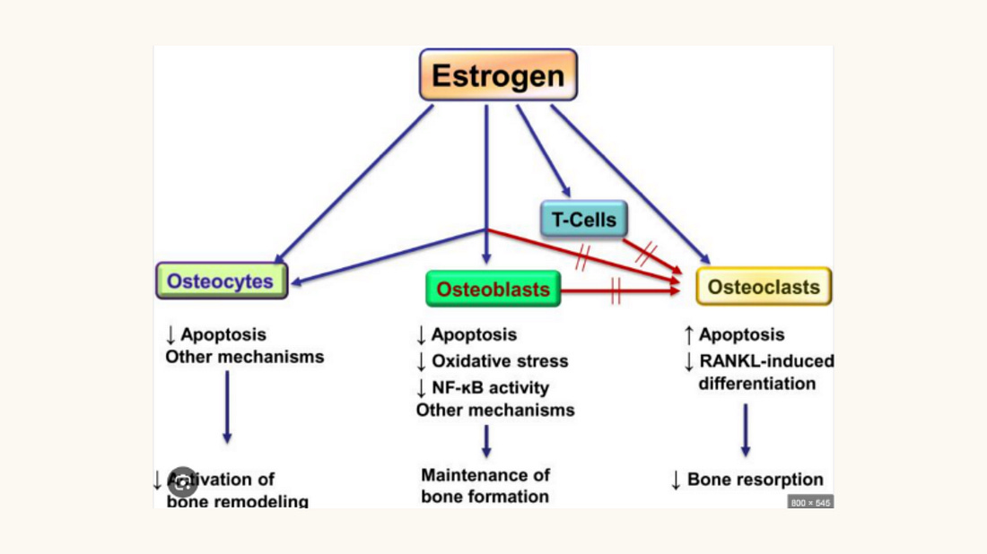 Estrogen and bone biology diagram showing estrogen's effects on osteocytes, osteoblasts, and osteoclasts