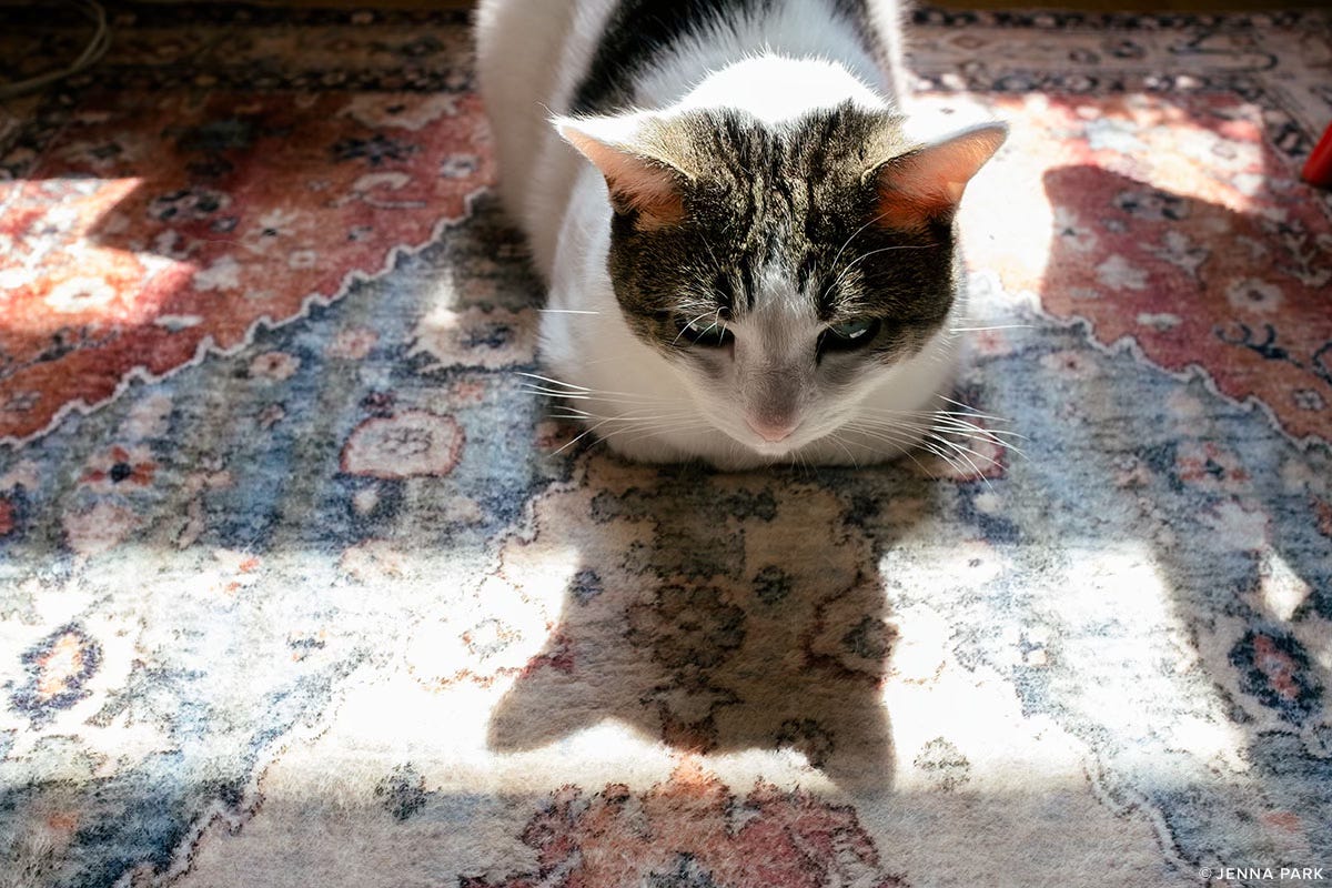 A hand-me-down rug and cat
