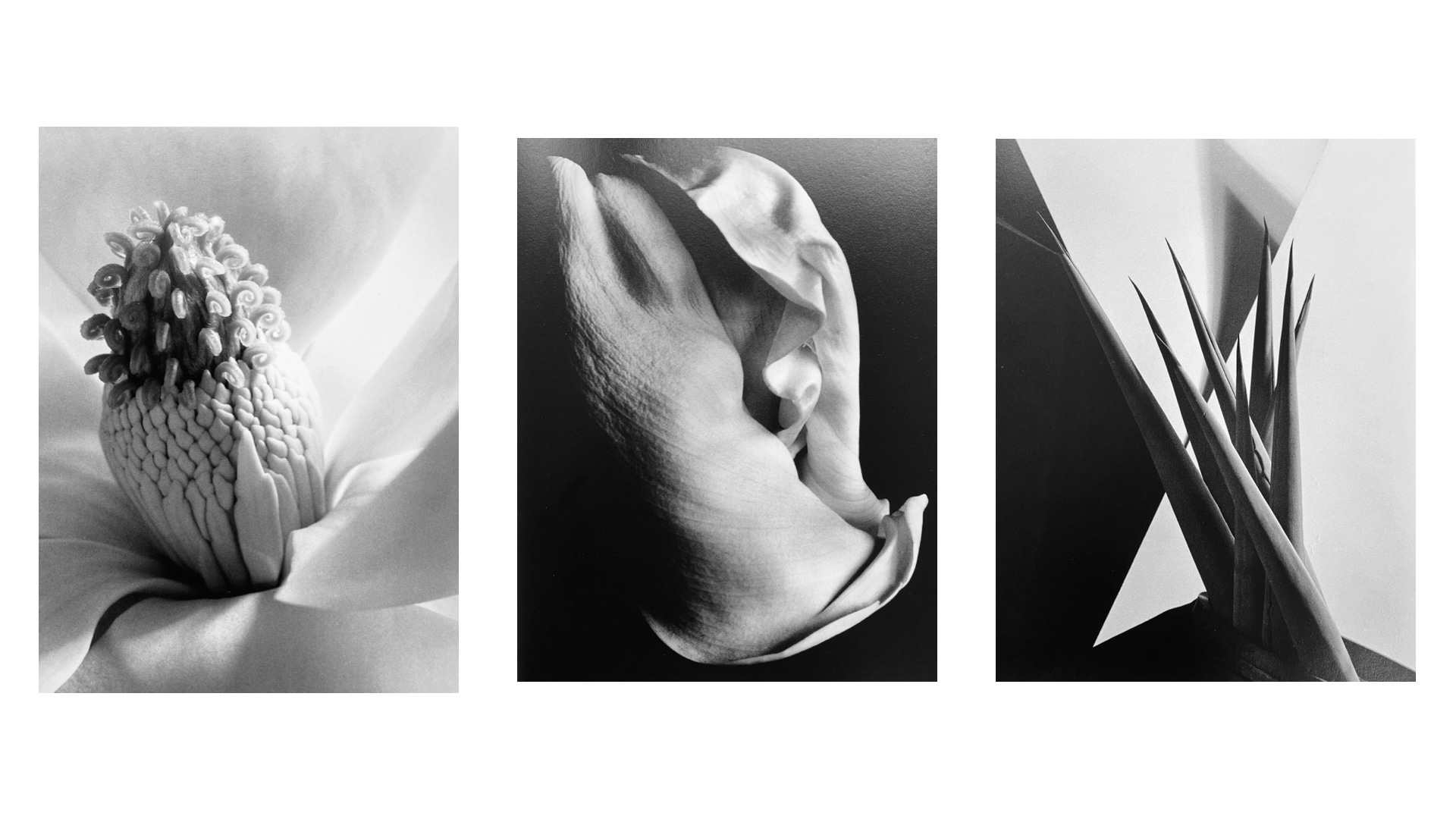 Imogen Cunningham - by Susanne Helmert - My Morning Muse