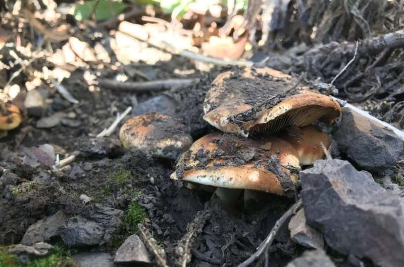 Fungi and bacteria are binging on burned soil