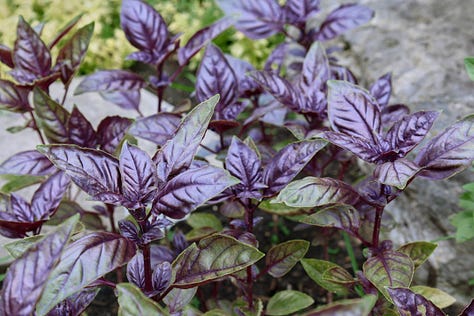 various varieties of purple basil plants