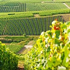Dans les Vignes đ đ± đ·