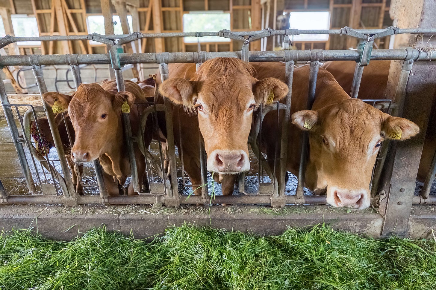 Mehrere braune Rinder stehen im Stall hinter einem Fressgitter und fressen frisches grünes Gras; die Tiere blicken frontal in die Kamera, im Hintergrund sind Holzbalken und Stallfenster zu sehen.
