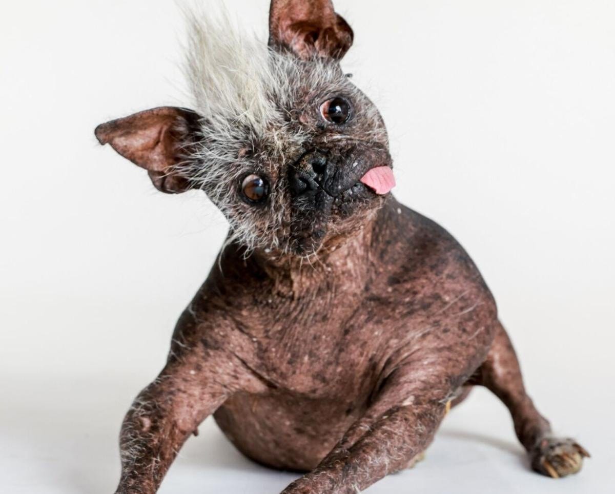 Bay Area's 'World's Ugliest Dog Contest' accepting entries | Culture ... Bay Area's 'World's Ugliest Dog Contest' accepting entries | Culture ...