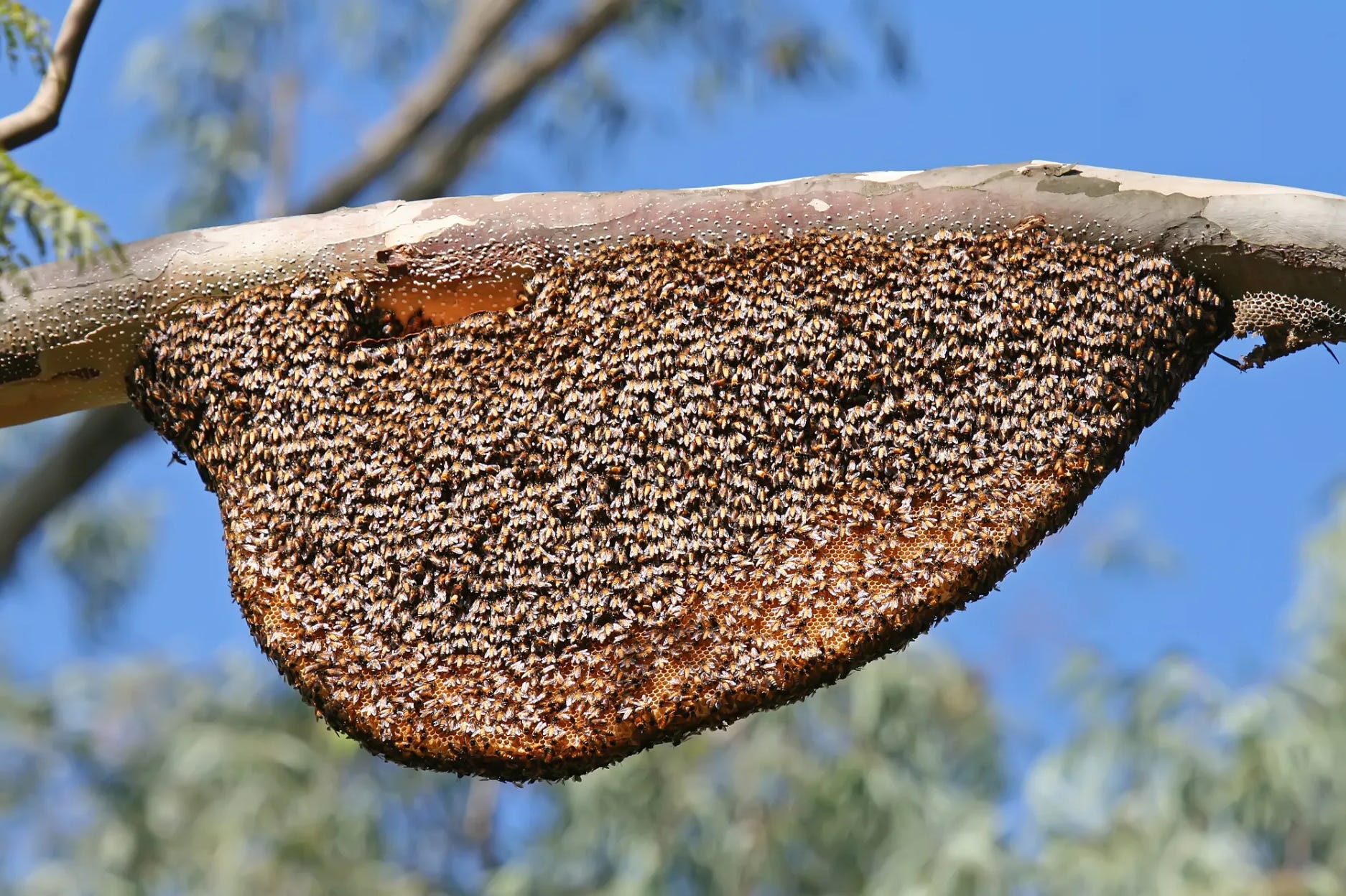 Book Review: The Lives Of Bees: What Were Honeybees Like Before Human ...