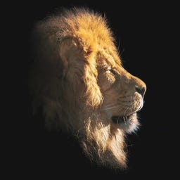 Substack profile picture for @courageous