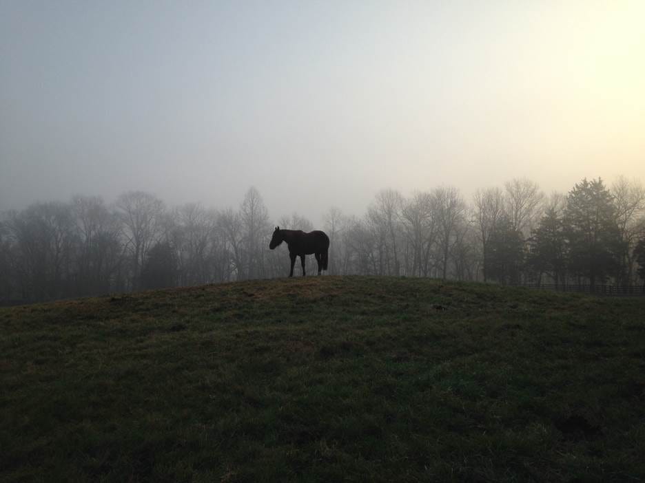 A horse standing on a hill

AI-generated content may be incorrect.