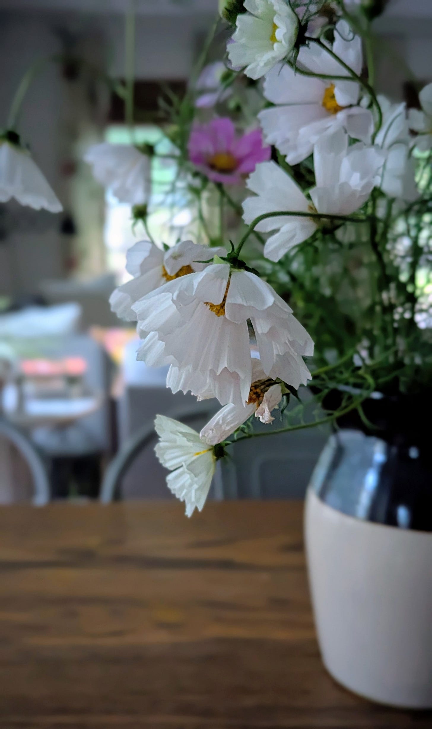 Close up of white seashell cosmo blooms in a brown pottery vase on Shannan's kitchen table