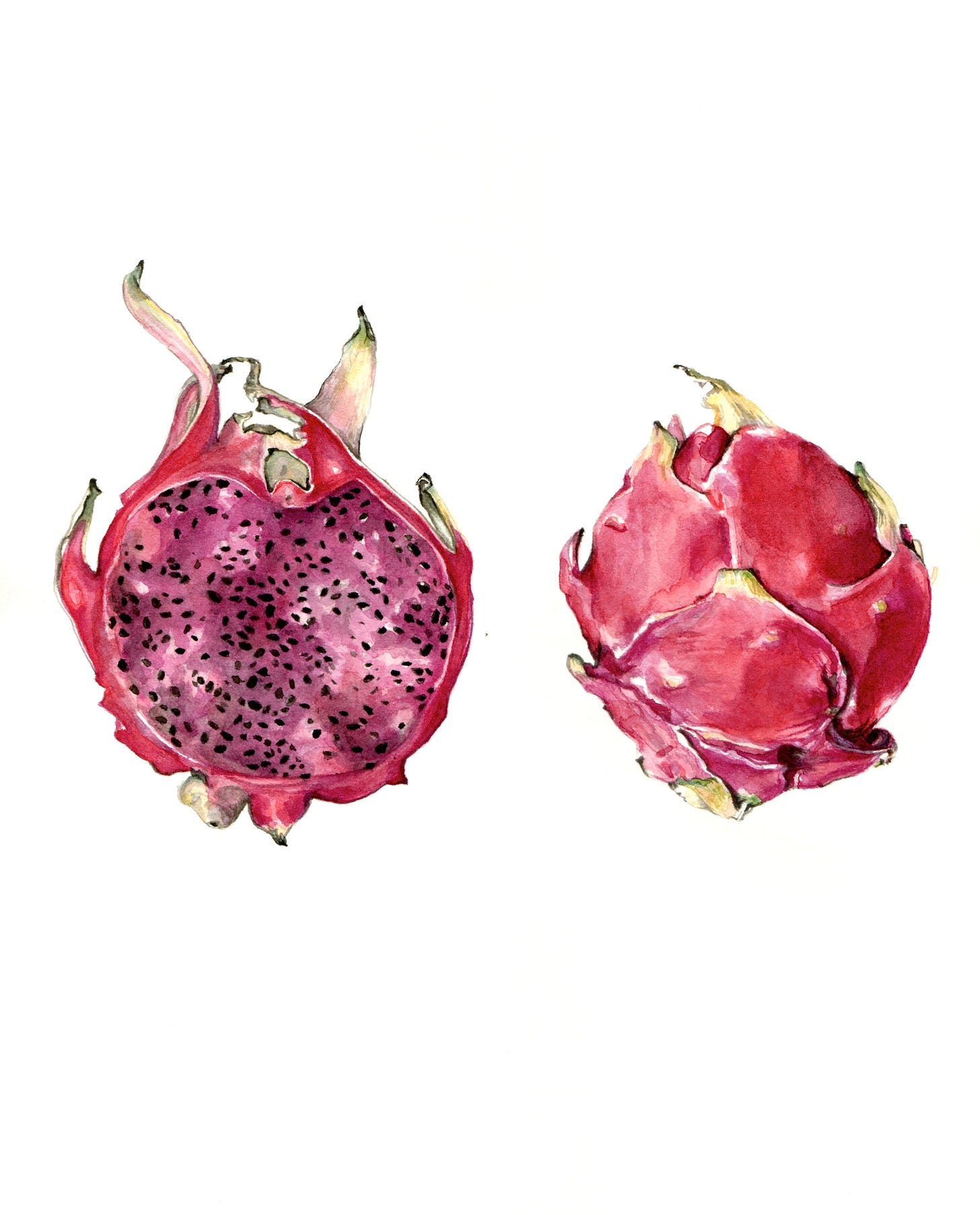 A bright pink and purple colored dragon fruit, opened up, painted in watercolor