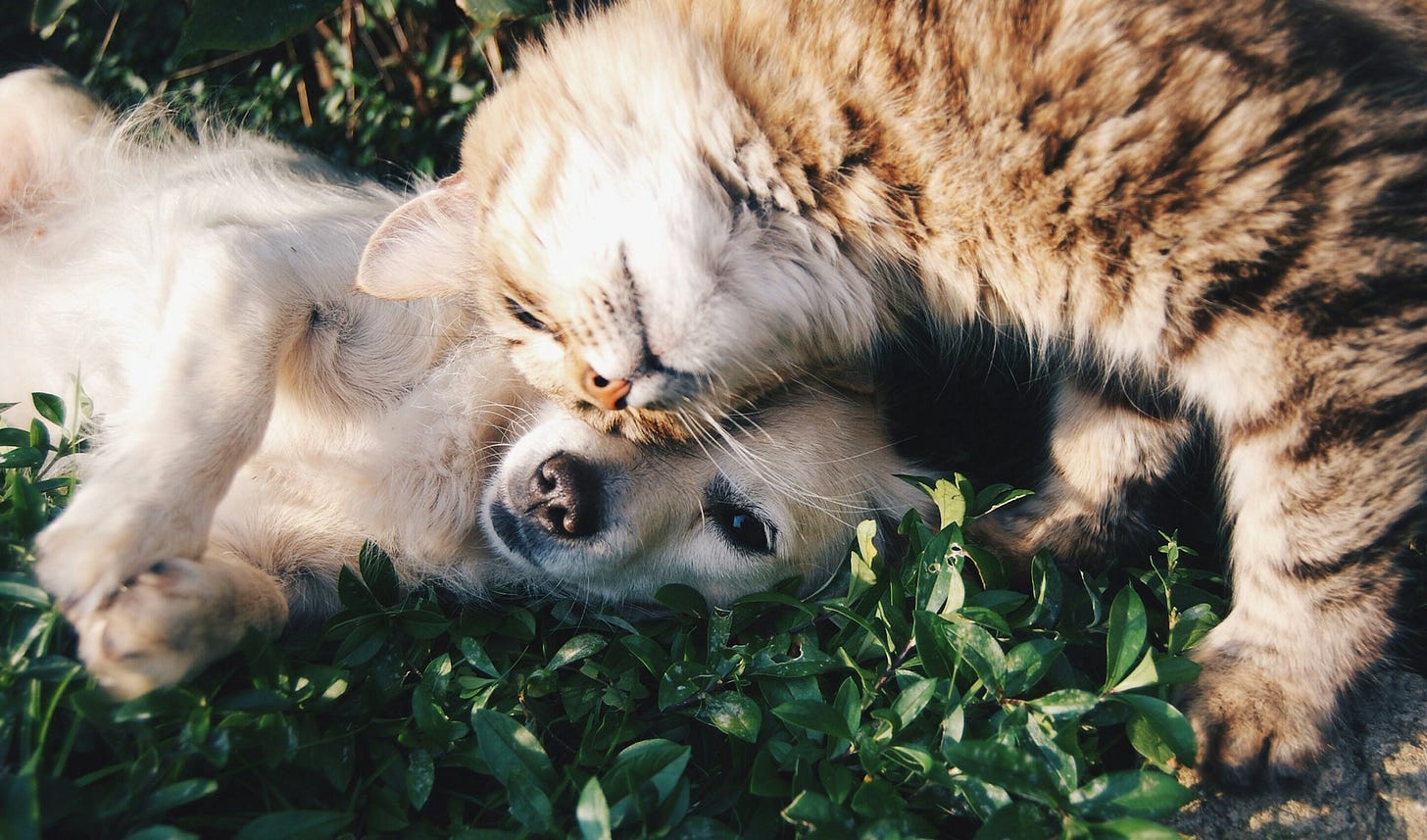 Kitten and puppy cuddling together, showcasing pet companionship. Photo by Krista Mangulsone on Unsplash