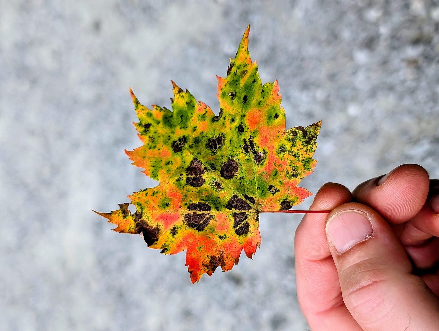 The author holds a small maple leaf between thumb and forefinger. The leaf is vividly colored — green, yellow, and orange — with large black spots and a bright red stem, set against a blurred gray background. The author holds a small maple leaf between thumb and forefinger. The leaf is vividly colored — green, yellow, and orange — with large black spots and a bright red stem, set against a blurred gray background.