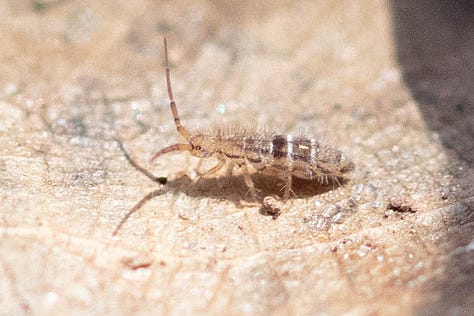 1. Sminthurus mencenbergae, a white globular springtail with brown lines. 2) Unknown elongate springtail with ornate yellow-ish tan and espresso brown back pattern. 3) Ptenothrix renateae, a dark brown globular springtail with a stunningly beautiful and ornate back pattern of intricate pale tan lines, and legs striped dark brown and light tan. 4. A cool spider, mostly white, with an interesting pattern on the abdomen of mostly dark brown. 5. A gray-ish elongate springtail on a turquoise ruffly lichen. 6. Tentatively IDed as Homidia sauteri, a pale, elongate springtail with dark brown lines and a coating of long fuzz on its body.