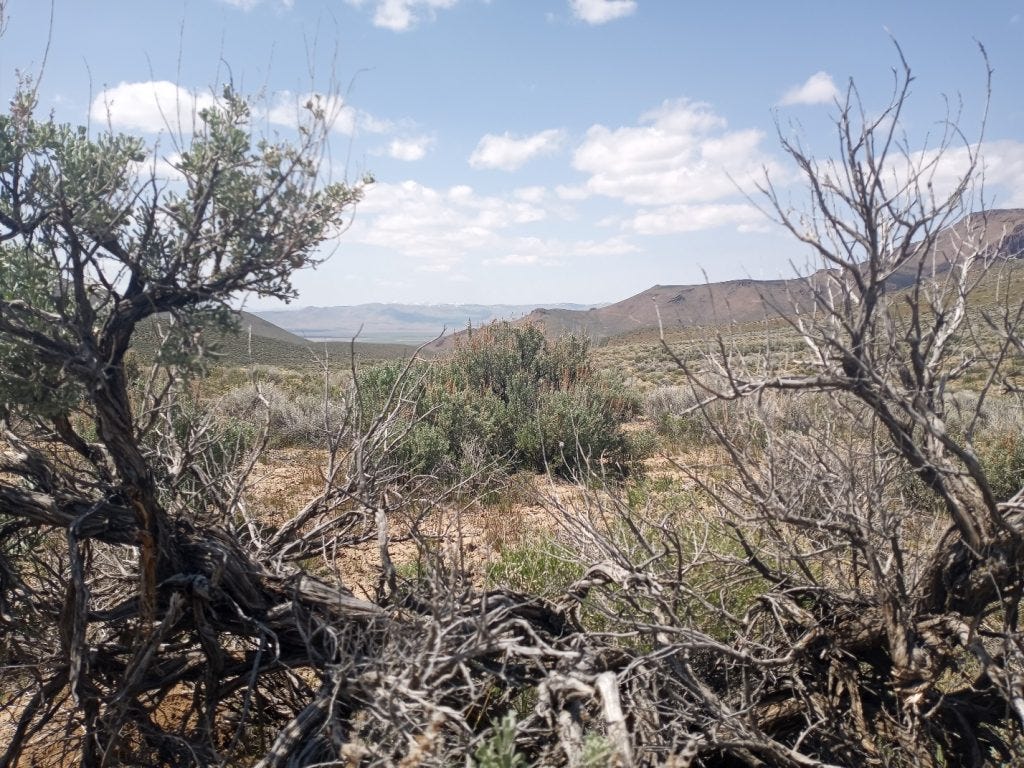 Thacker Pass, all photos by Nikki Hill
