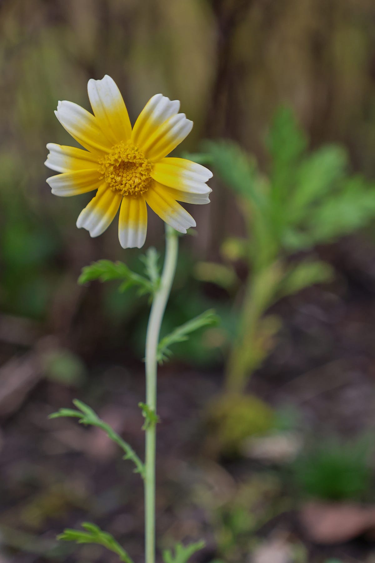 a blooming shungiku plant a blooming shungiku plant