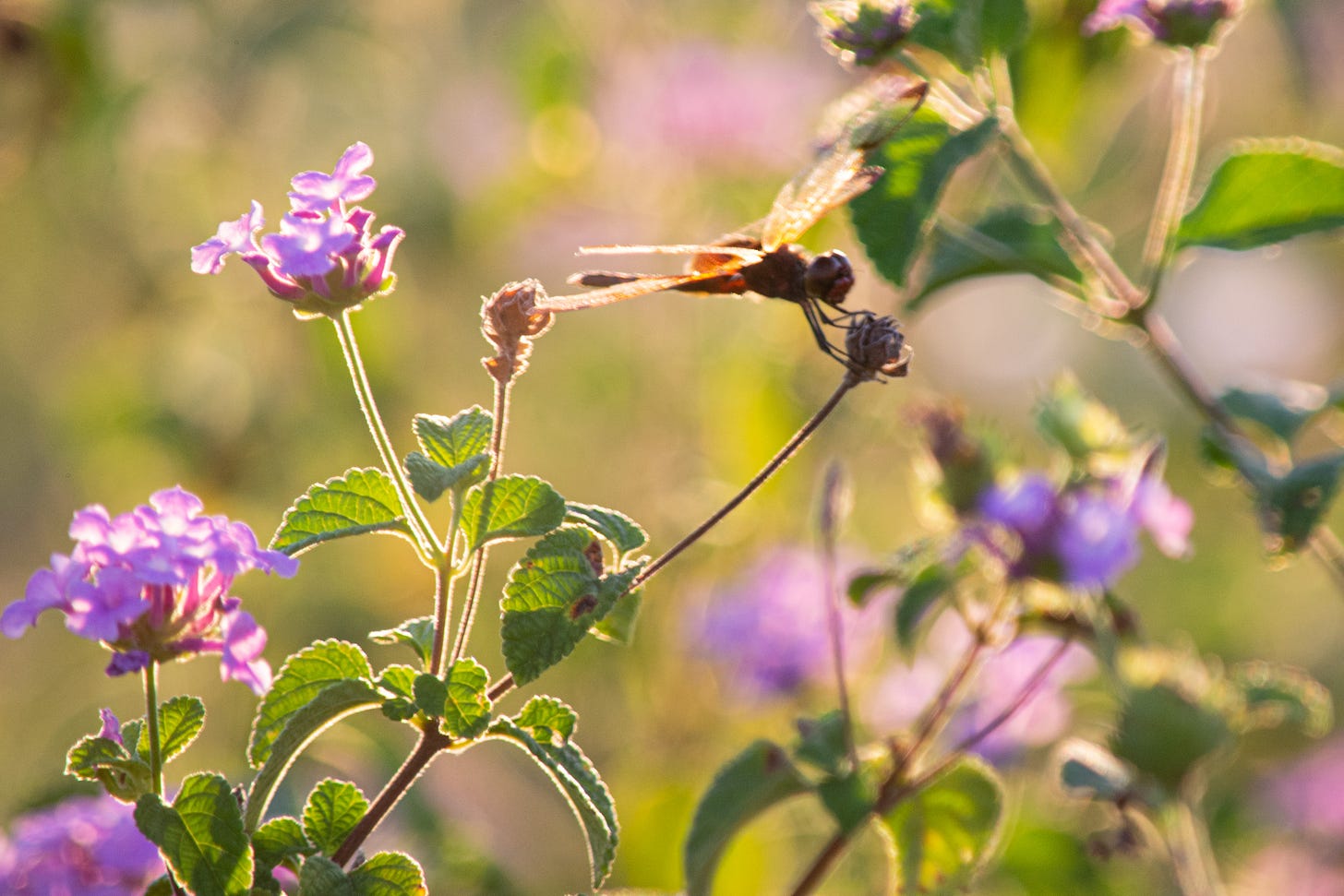 A dragonfly hovering over a flower with other pink flowers in the background