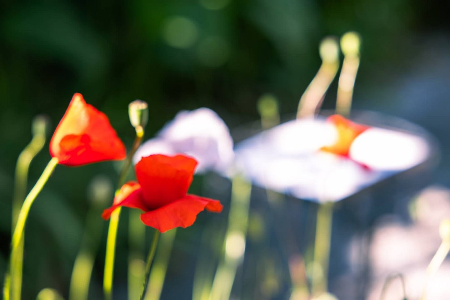 Blurred photo of poppies and other flowers/plants in Claire's garden last Spring