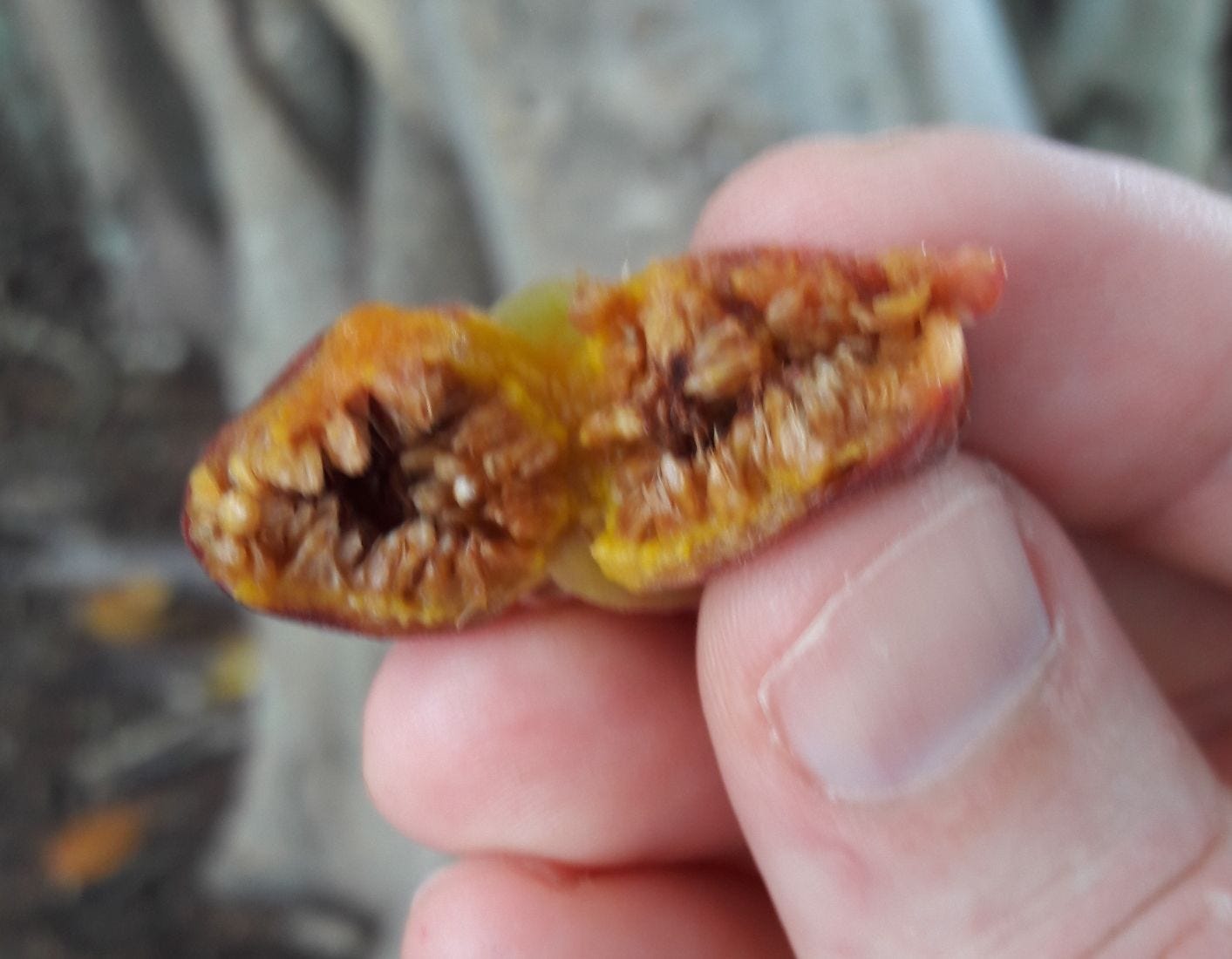 Ficus virens [Old Fruit - Picnic Bay, Magnetic Island, 2022] sml.jpg