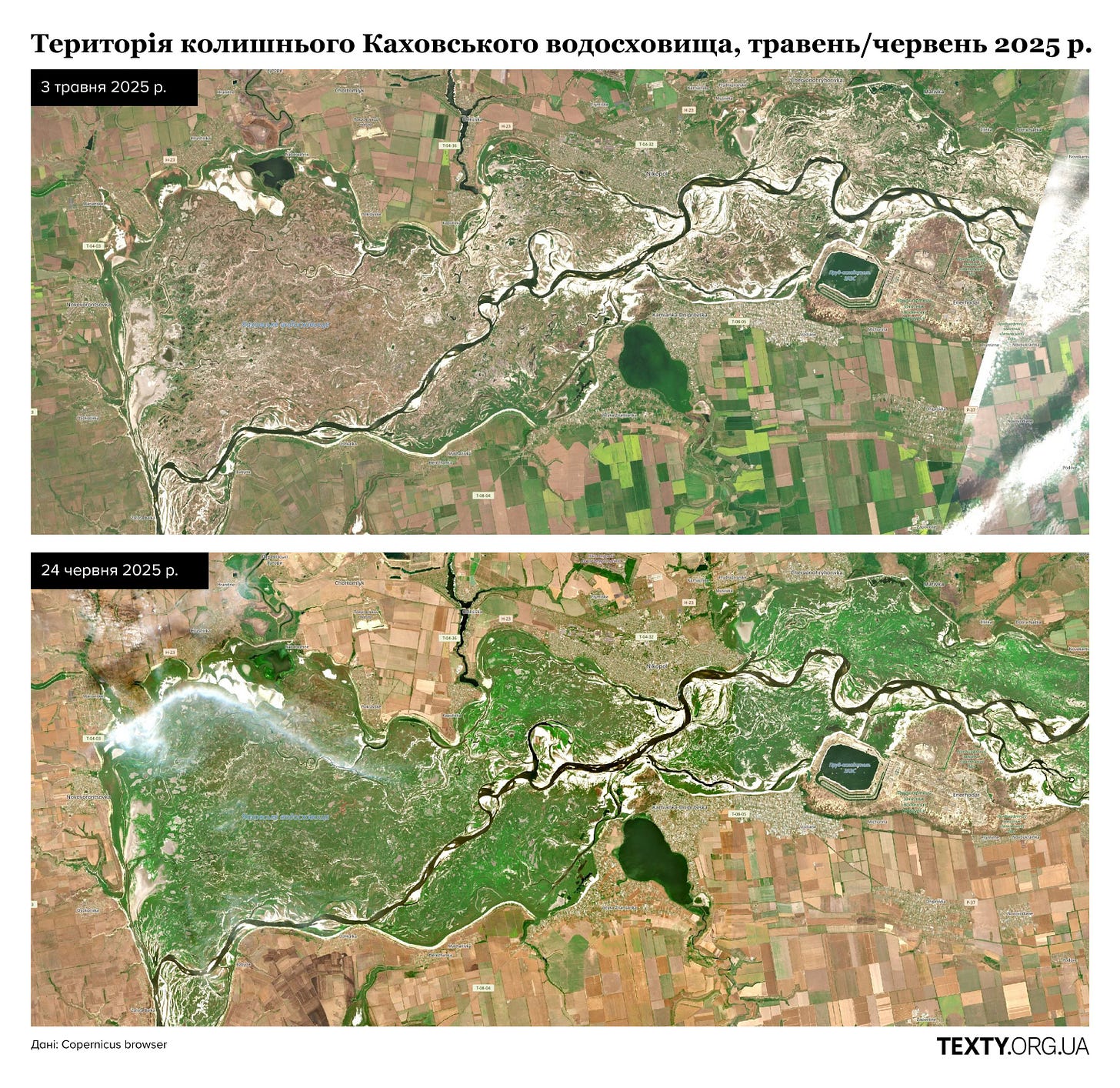 Рослинність на дні колишнього Каховського водосховища