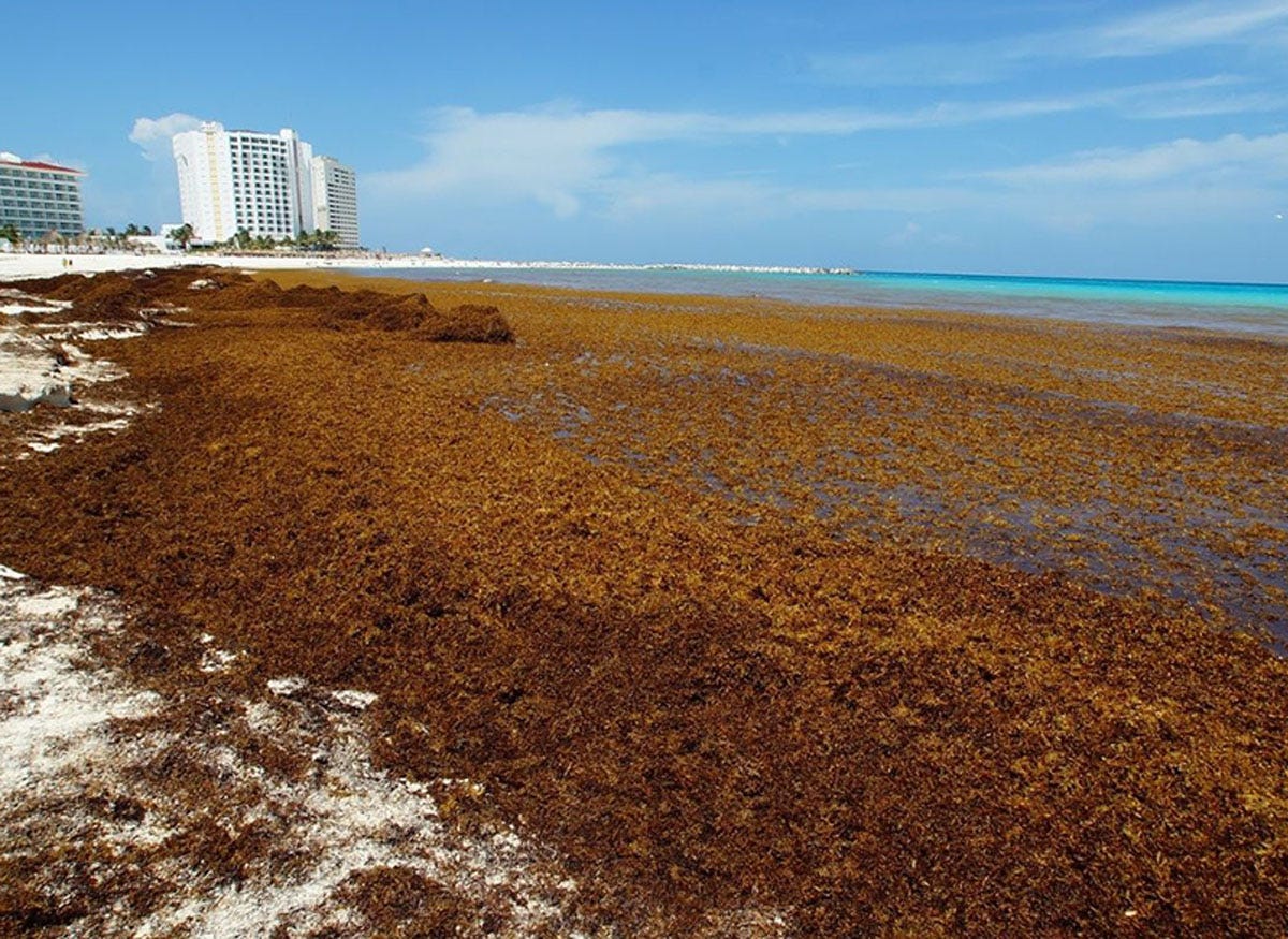 Sargassum returns: Unsightly algae returns to the Riviera Maya - Yucatán Magazine Sargassum returns: Unsightly algae returns to the Riviera Maya - Yucatán Magazine