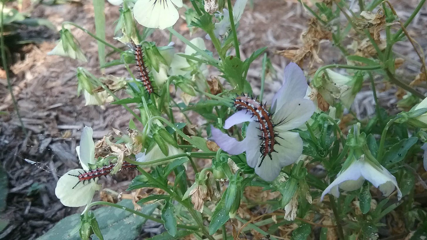 Meadow fritillary caterpillars