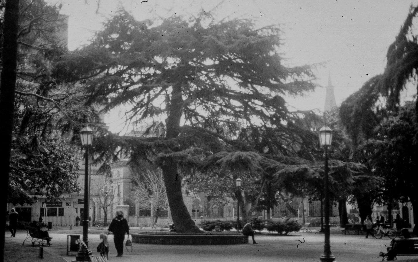 A black and white picture of a tree. A black and white picture of a tree.