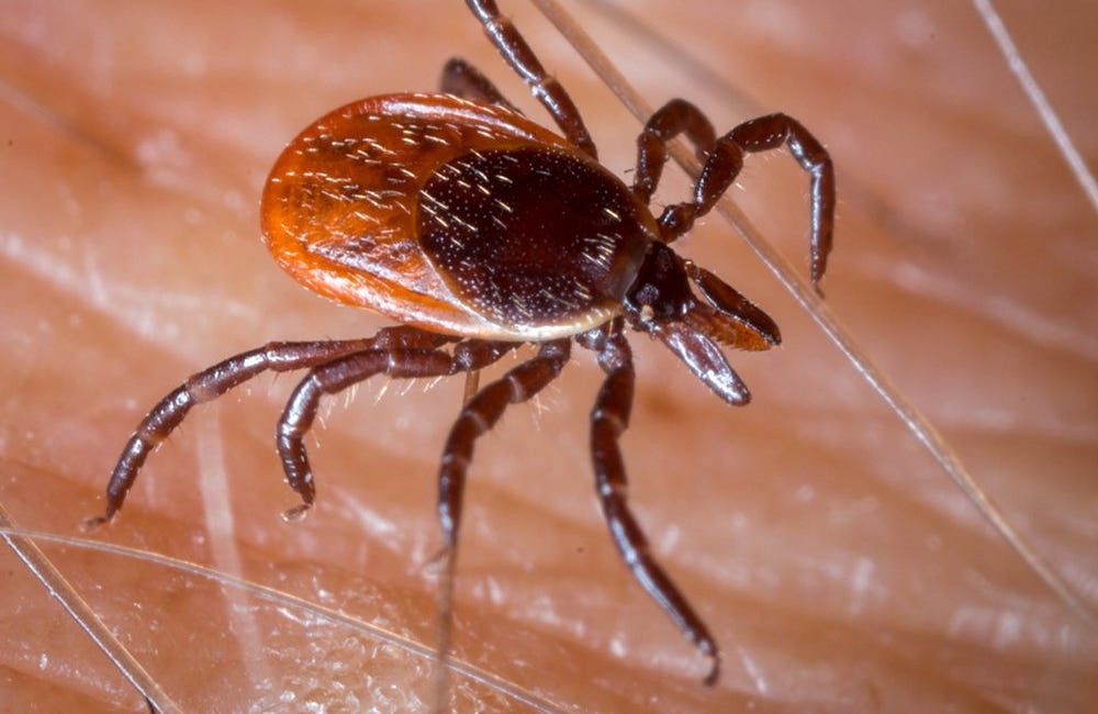 LYME DISEASE EPIDEMIC INCOMING: "Experts" Worry About An Unusually Bad Year For Tick-Borne Diseases