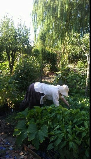 Me and the kitties, holed up in the country, calming down and re-growing after repotting shock.