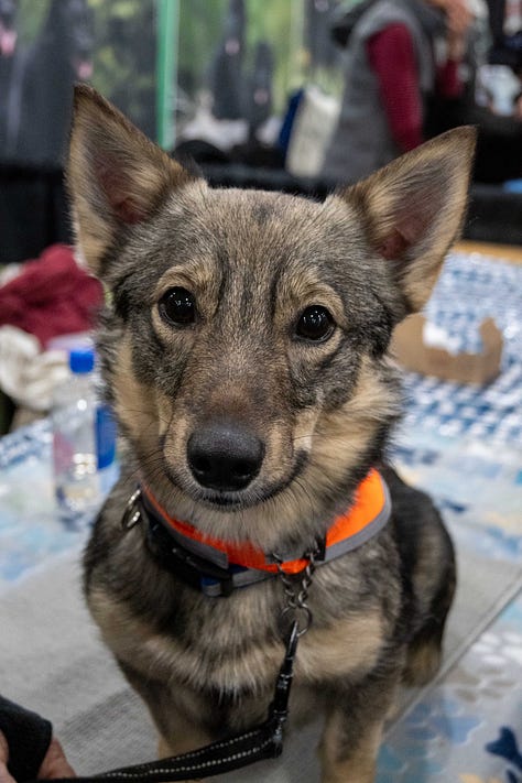 Nikon Z50 II camera review