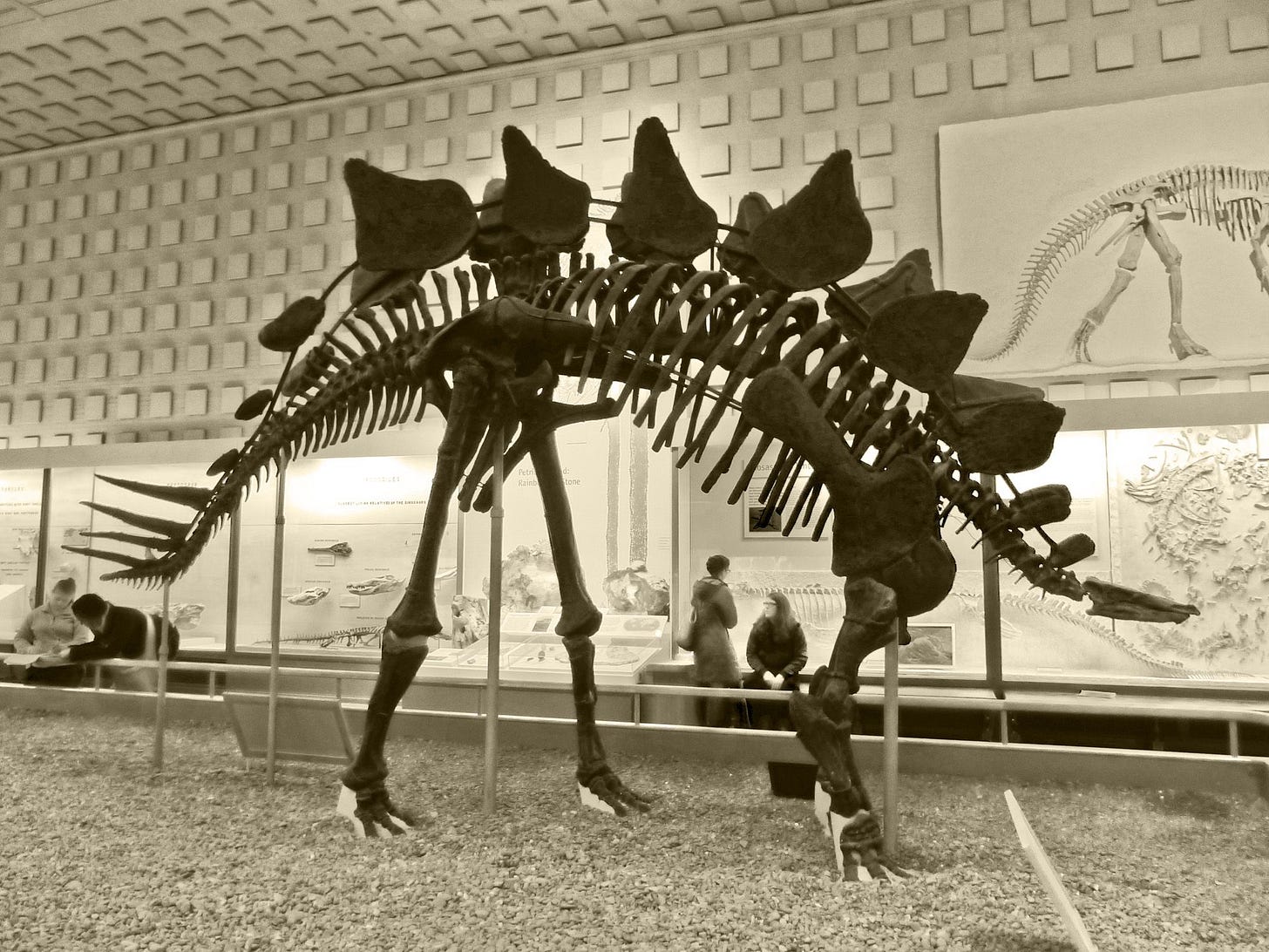 Stegosaurus at Peabody Museum of Natural History, New Haven, CT Stegosaurus at Peabody Museum of Natural History, New Haven, CT