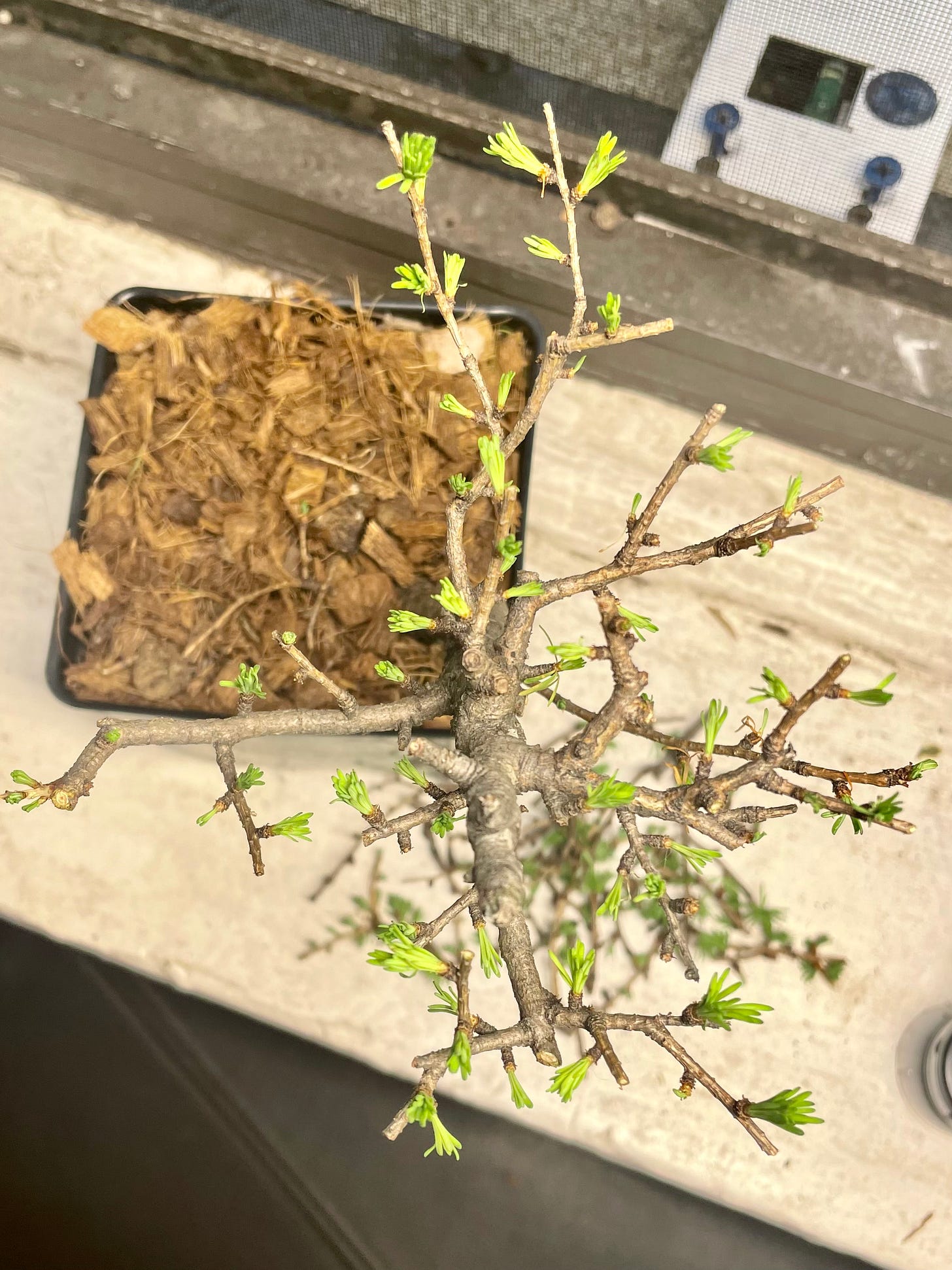 ID: The newly pruned larch tree viewed from above, with trimmed branches beneath