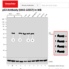 Thermo Fisher Antibody Promo Data ‘100 Percent Improperly Edited’