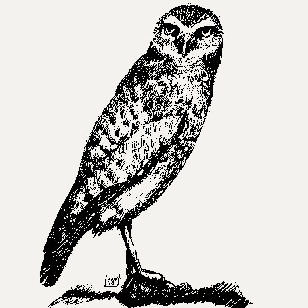 Cricklewood Nature Journal