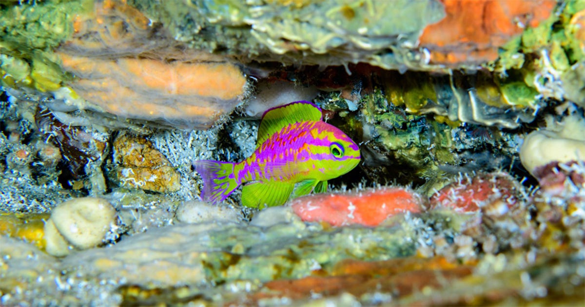 Fotografia subaquática em close de um peixe pequeno e colorido, abrigado em uma fenda de rochas cobertas por esponjas e organismos marinhos em tons de laranja, cinza e vermelho. O peixe apresenta cores vibrantes em tons de roxo neon, rosa e amarelo limão, com olhos verdes brilhantes.