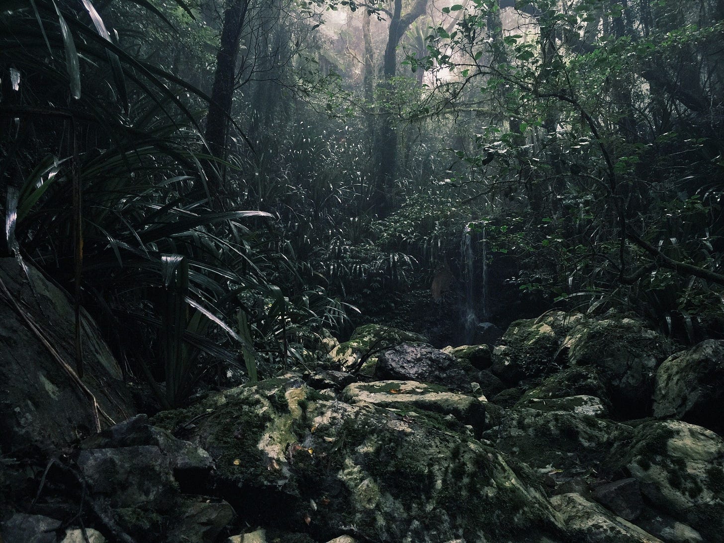 Moody, dark photo of rainforest. Moody, dark photo of rainforest.